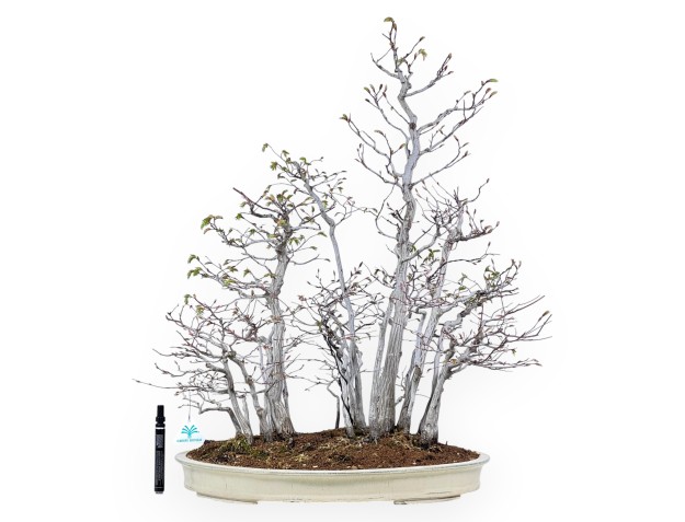 Bonsai van Haagbeuk van 73 cm | Creme ovale pot