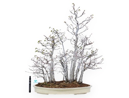 Bonsai of hornbeam of 73 cm | Cream oval pot