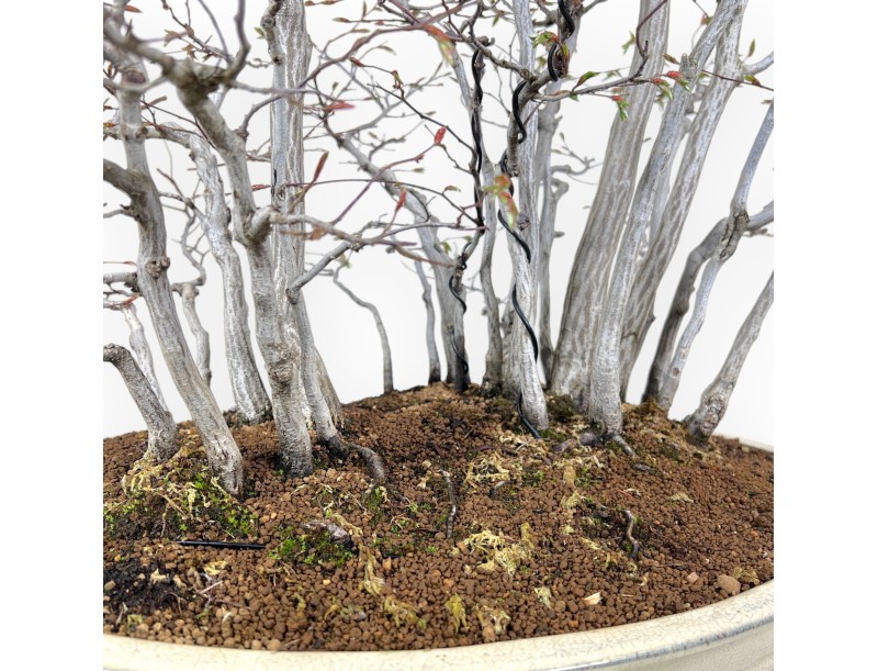 Bonsái de Carpe de 73 cm | Maceta oval crema