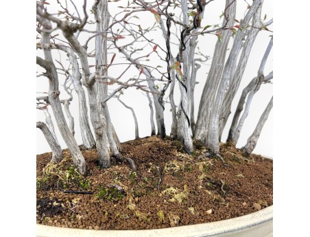 Bonsai von hainbuche von 73 cm | Oval creme Topf