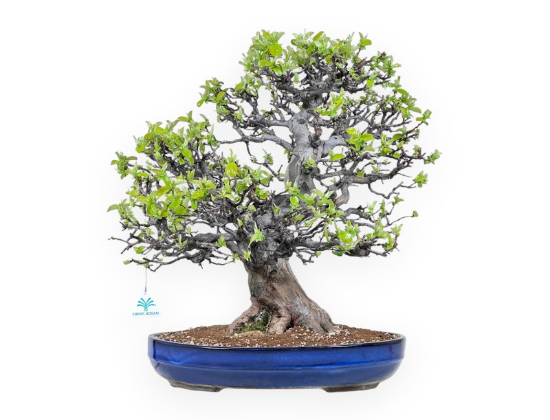 Bonsai di Pseudocydonia da 52 cm | Vaso rettangolare blu