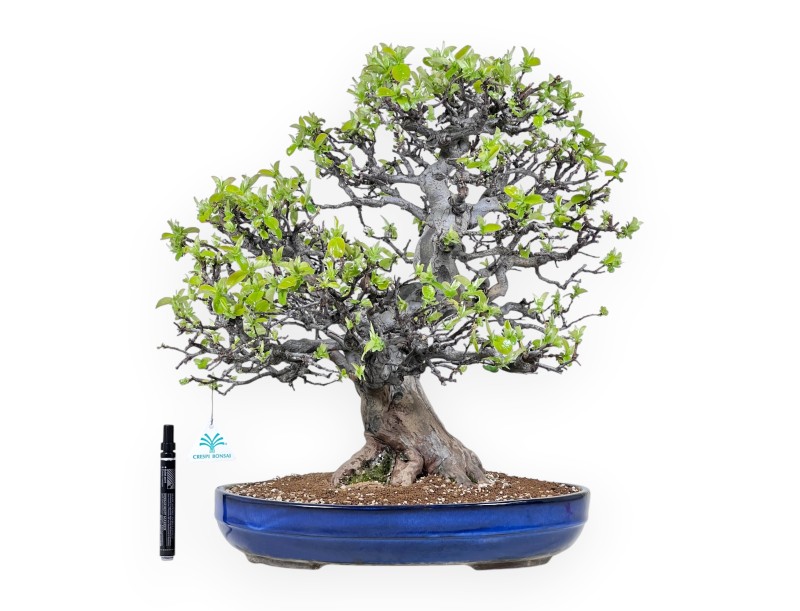 Bonsai van Pseudocydonia van 52 cm | Ovaal blauw pot