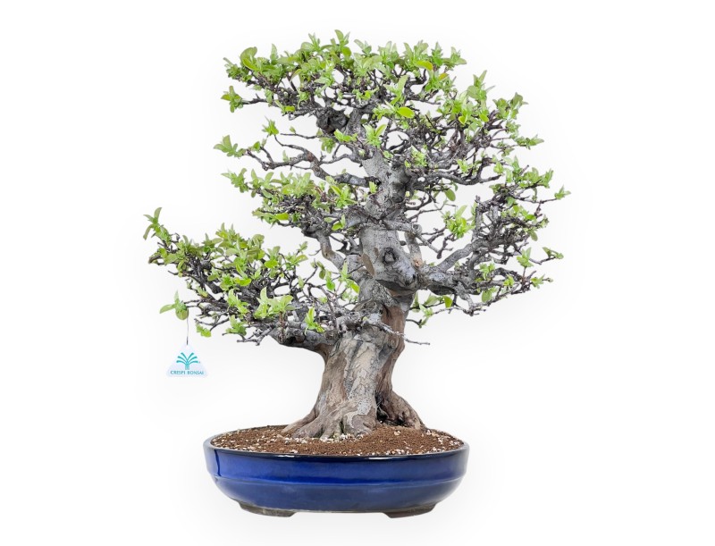 Bonsai von Pseudocydonia von 52 cm | Oval blau Topf