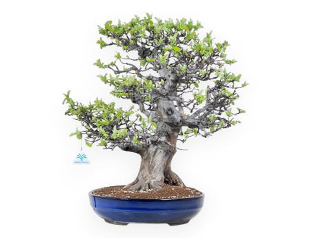 Bonsai of Pseudocydonia of 52 cm | Oval blue pot