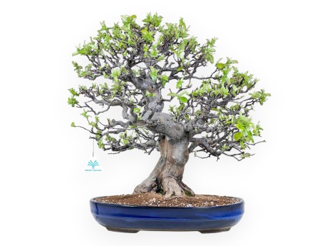 Bonsai van Pseudocydonia van 52 cm | Ovaal blauw pot