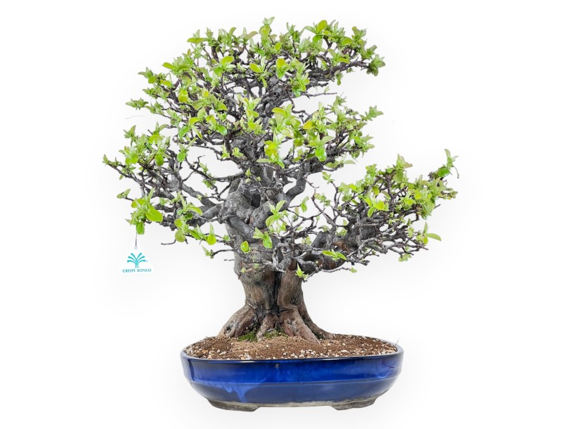 Bonsaï de Pseudocydonia de 52 cm | Pot ovale bleu