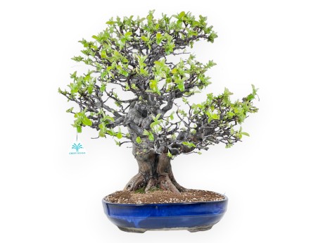 Bonsai di Pseudocydonia da 52 cm | Vaso rettangolare blu