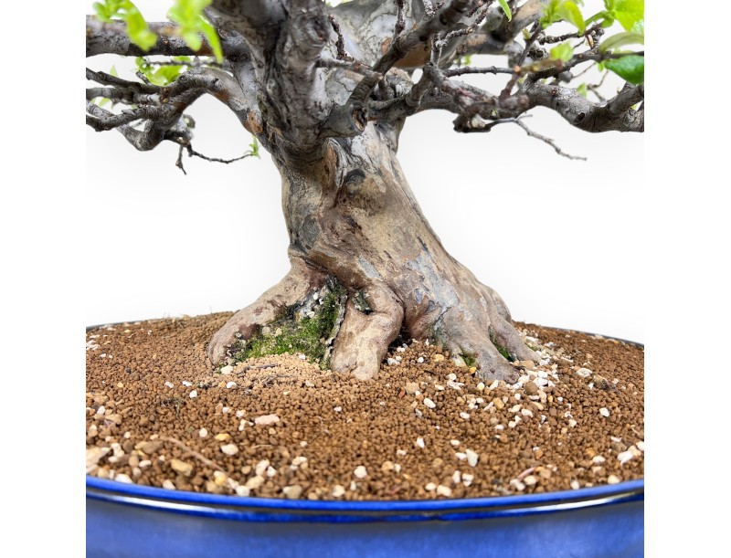 Bonsai van Pseudocydonia van 52 cm | Ovaal blauw pot