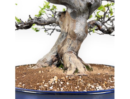 Bonsai van Pseudocydonia van 52 cm | Ovaal blauw pot