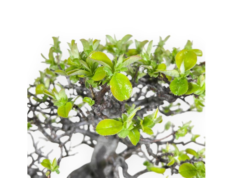 Bonsai di Pseudocydonia da 52 cm | Vaso rettangolare blu