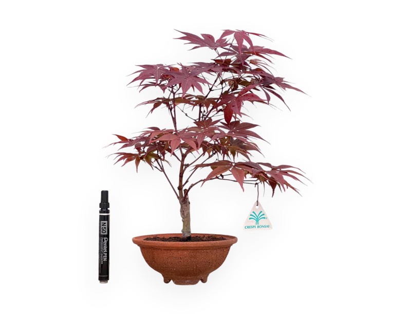 Bonsai di acero da 31 cm | Vaso tondo in grés