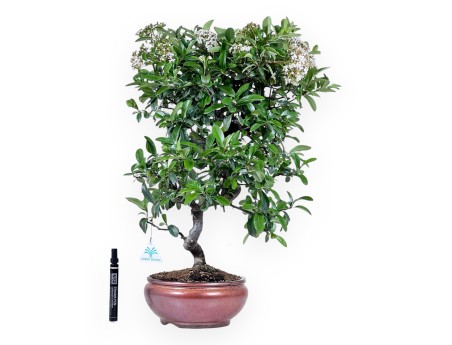 Bonsai von Pyracantha von 57 cm | Rund bronze Topf