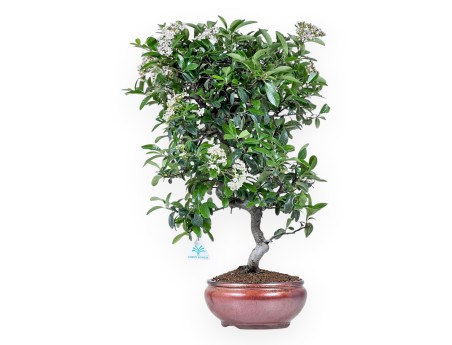Bonsai von Pyracantha von 57 cm | Rund bronze Topf