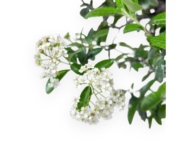 Bonsai di Pyracantha da 57 cm | Vaso tondo bronzo 2