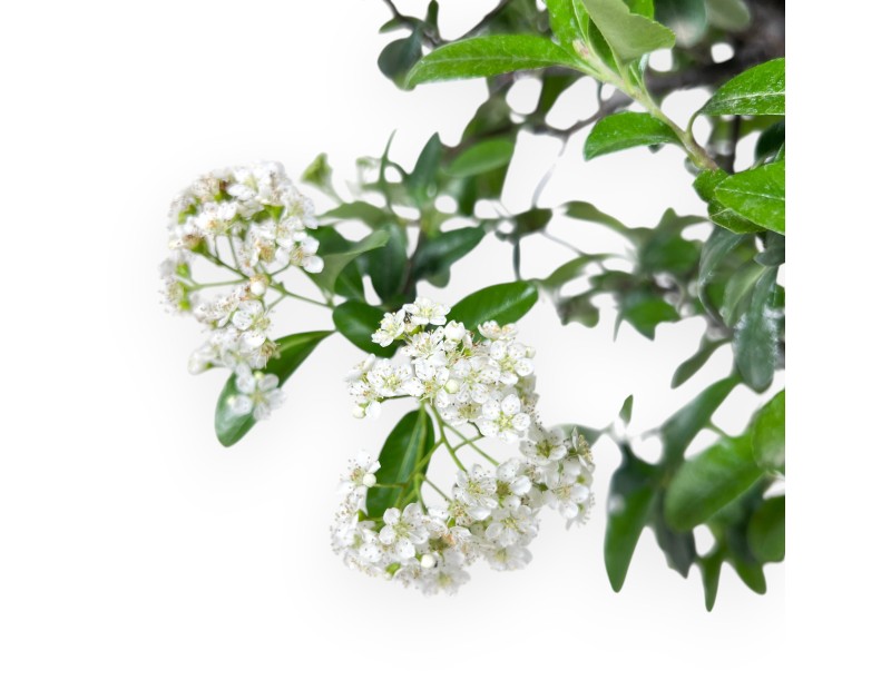 Bonsai von Pyracantha von 57 cm | Rund bronze Topf