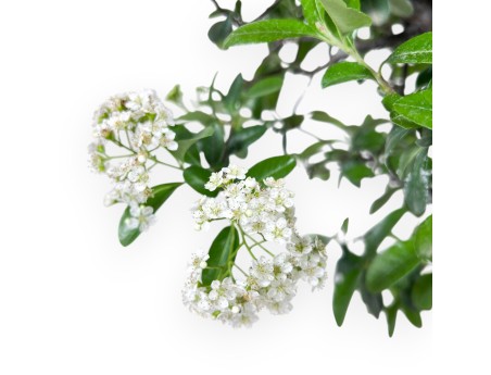 Bonsai von Pyracantha von 57 cm | Rund bronze Topf