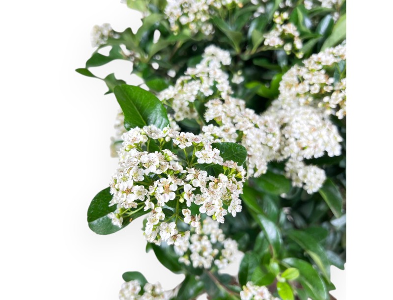 Bonsai von Pyracantha von 59 cm | Rechteckig creme Topf
