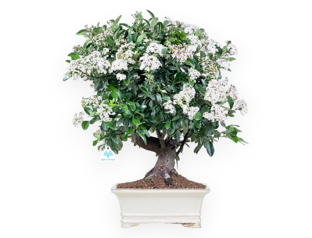 Bonsai di Pyracantha da 59 cm | Vaso rettangolare crema