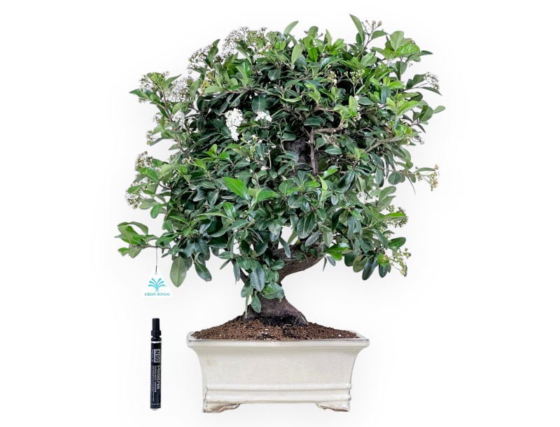 Bonsai von Pyracantha von 59 cm | Rechteckig creme Topf