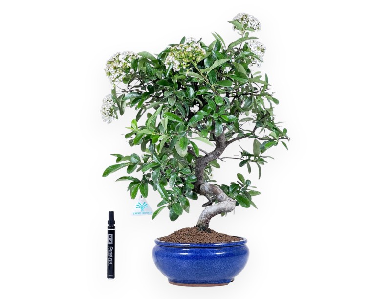 Bonsai di Pyracantha da 53 cm | Vaso tondo blu