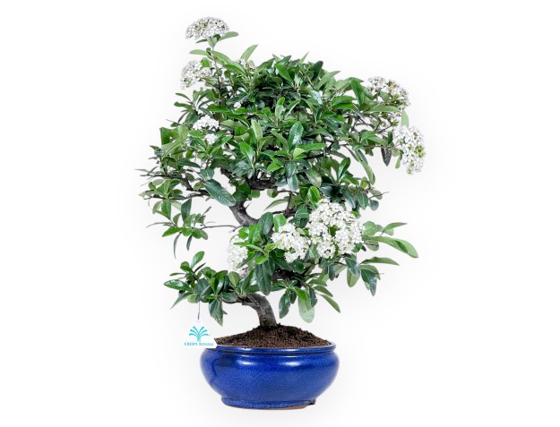 Bonsai di Pyracantha da 53 cm | Vaso tondo blu