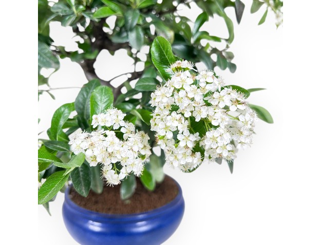 Bonsai di Pyracantha da 53 cm | Vaso tondo blu 2