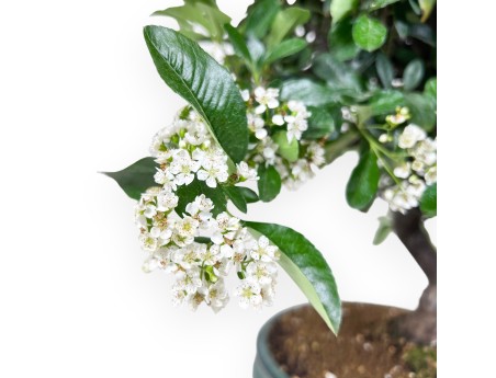 Bonsai di Pyracantha da 53 cm | Vaso ovale verde