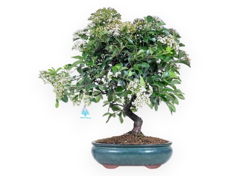Bonsai di Pyracantha da 53 cm | Vaso ovale verde