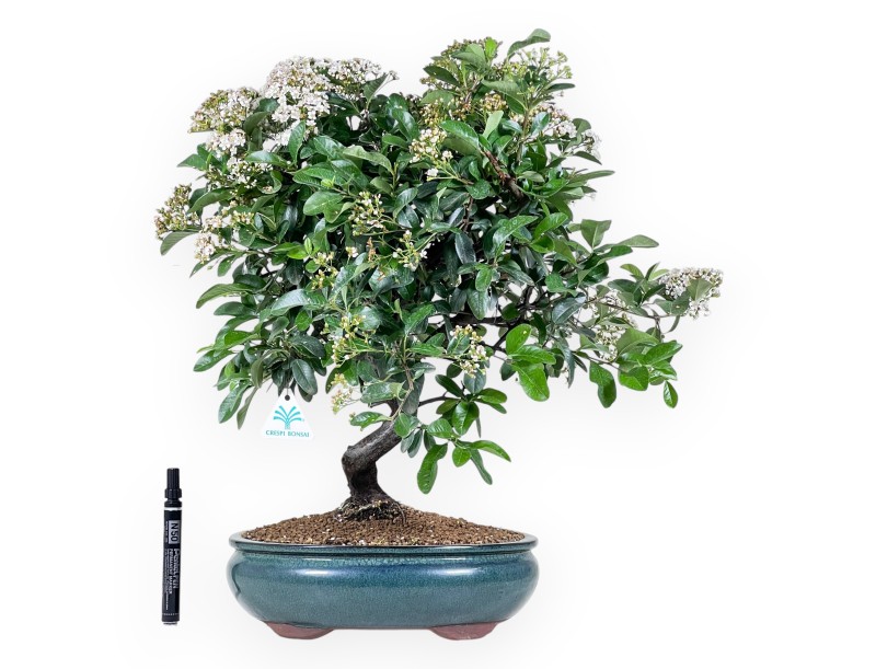 Bonsai di Pyracantha da 53 cm | Vaso ovale verde