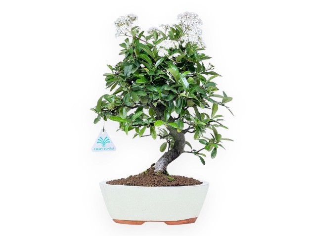 Bonsai di Pyracantha da 38 cm | Vaso ovale crema