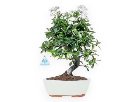 Bonsaï de Pyracantha de 38 cm | Pot ovale crème