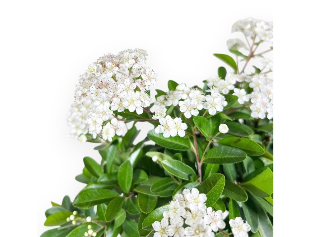 Bonsai di Pyracantha da 38 cm | Vaso ovale crema 2