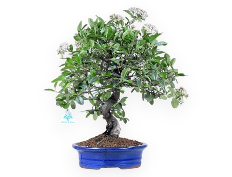Bonsai von Pyracantha von 48 cm | Oval blau Topf