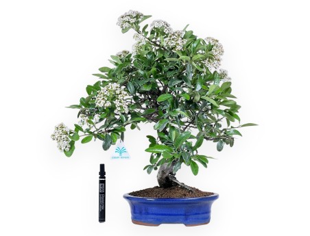 Bonsai von Pyracantha von 48 cm | Oval blau Topf