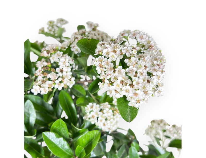 Bonsai von Pyracantha von 48 cm | Oval blau Topf