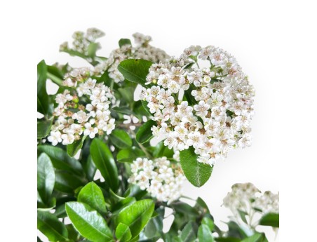 Bonsai von Pyracantha von 48 cm | Oval blau Topf