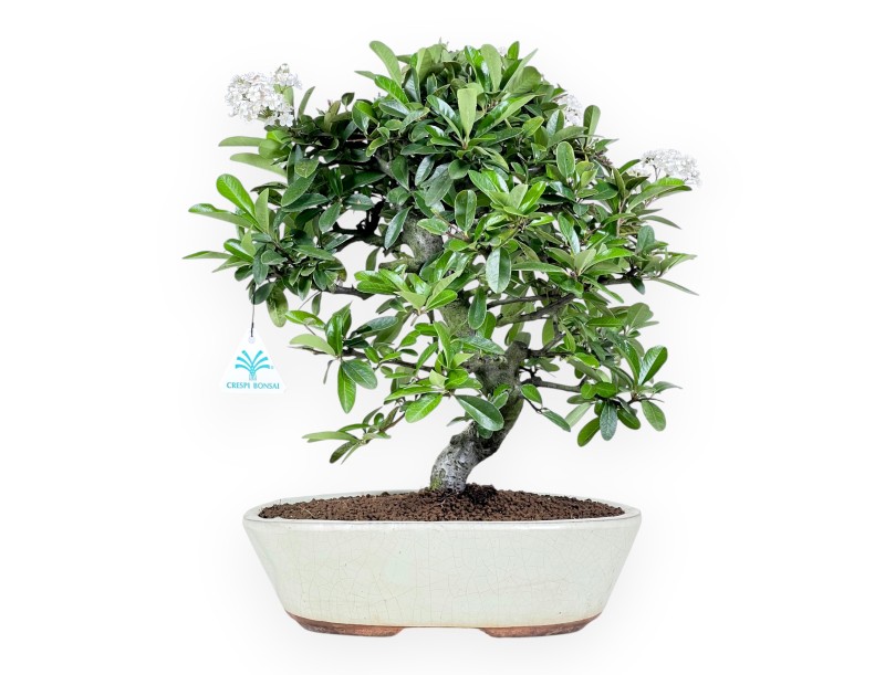 Bonsaï de Pyracantha de 40 cm | Pot ovale crème
