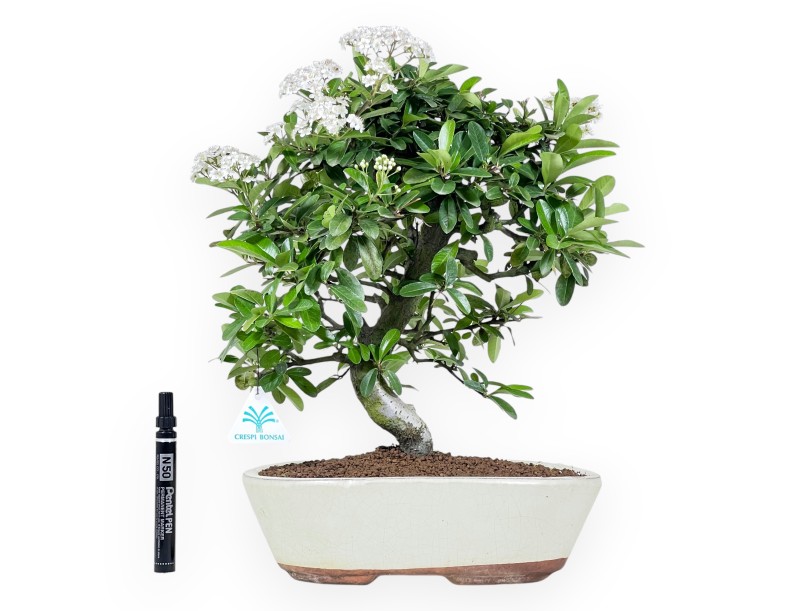 Bonsaï de Pyracantha de 40 cm | Pot ovale crème