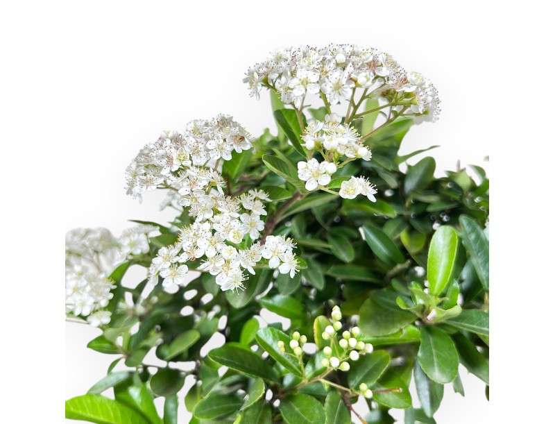 Bonsaï de Pyracantha de 40 cm | Pot ovale crème
