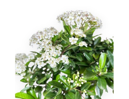 Bonsaï de Pyracantha de 40 cm | Pot ovale crème