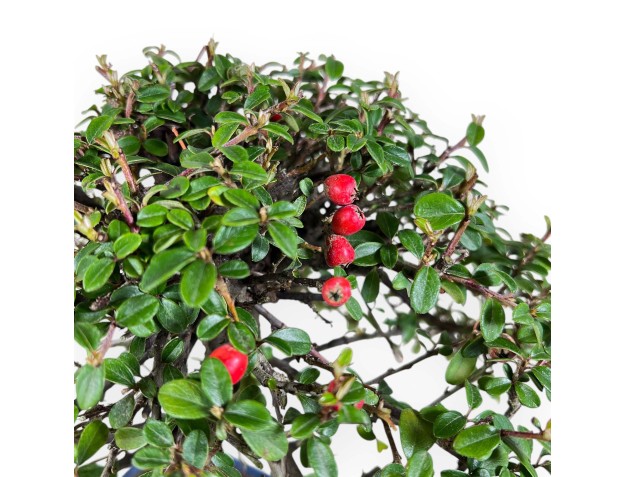 Bonsai of Cotoneaster of 39 cm | Blue rectangular pot 2