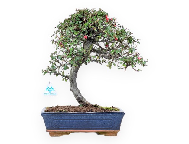 Bonsái de Cotoneaster de 39 cm | Maceta rectangular azul