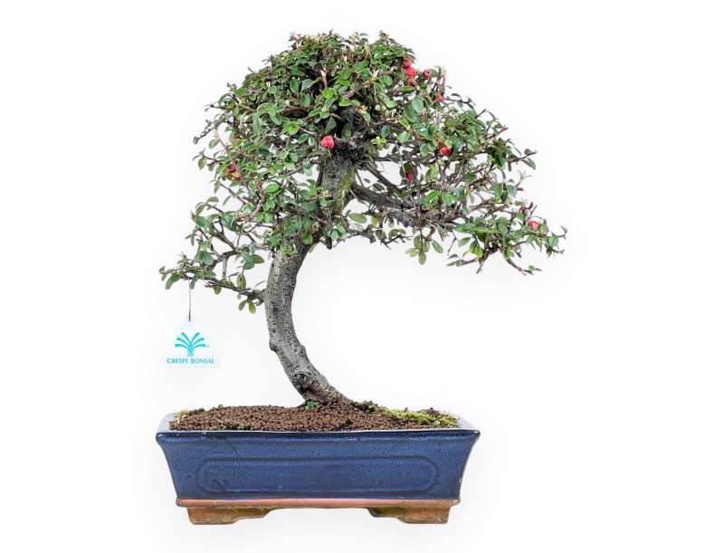 Bonsaï de Cotoneaster de 39 cm | Pot rectangulaire bleu