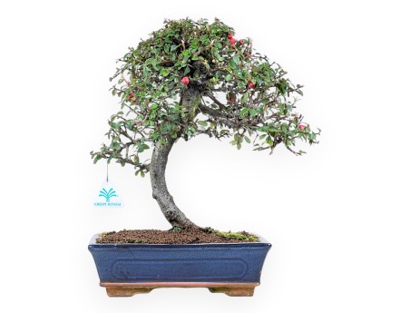 Bonsái de Cotoneaster de 39 cm | Maceta rectangular azul