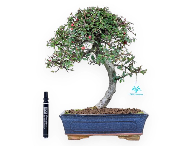 Bonsaï de Cotoneaster de 39 cm | Pot rectangulaire bleu