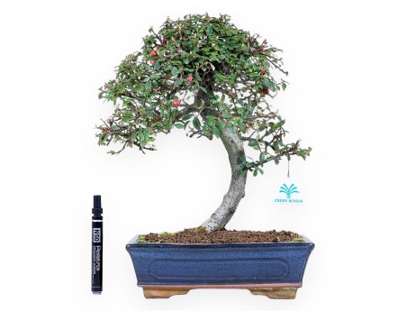 Bonsai di Cotoneaster da 39 cm | Vaso rettangolare blu