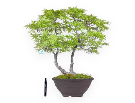 Bonsai di acero da 68 cm | Vaso tondo in grès