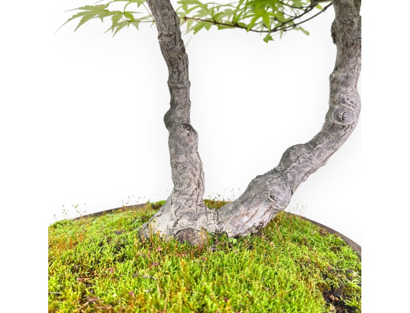 Bonsai von Ahorn von 68 cm | Rund Steingut Topf