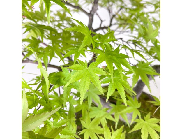 Bonsai of Maple of 68 cm | Round stoneware pot 2