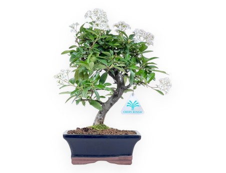 Bonsai di Pyracantha da 31 cm | Vaso rettangolare blu